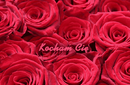 Czerwone róże i biały napis Kocham Cię